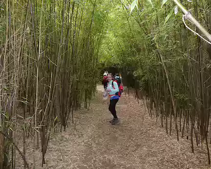 P1020531 une forêt de bambous !